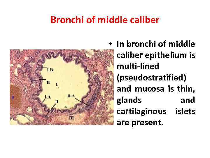 Bronchi of middle caliber • In bronchi of middle caliber epithelium is multi-lined (pseudostratified)