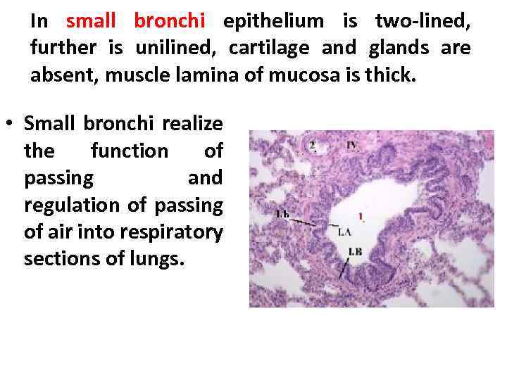 In small bronchi epithelium is two-lined, further is unilined, cartilage and glands are absent,