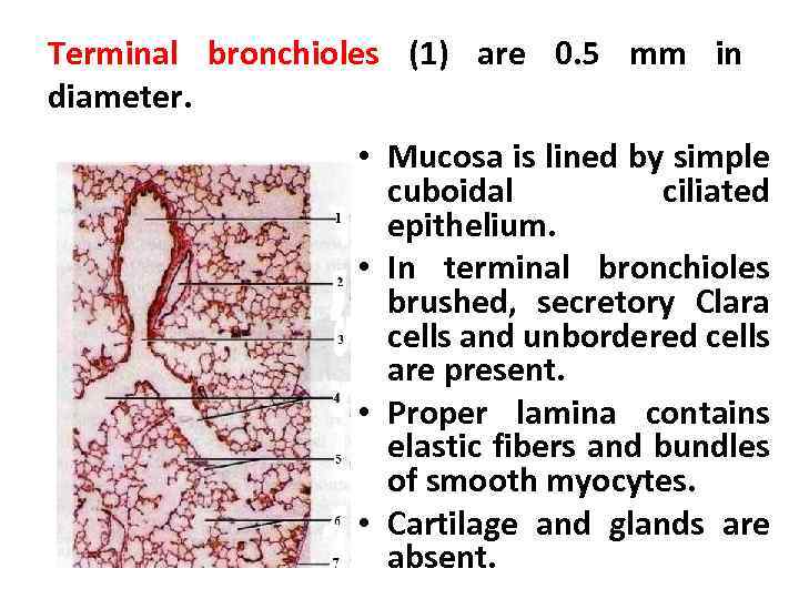 Terminal bronchioles (1) are 0. 5 mm in diameter. • Mucosa is lined by