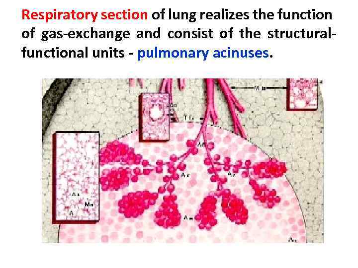 Respiratory section of lung realizes the function of gas-exchange and consist of the structuralfunctional