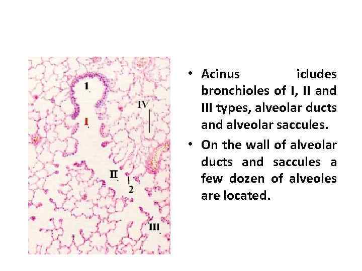  • Acinus icludes bronchioles of I, II and III types, alveolar ducts and