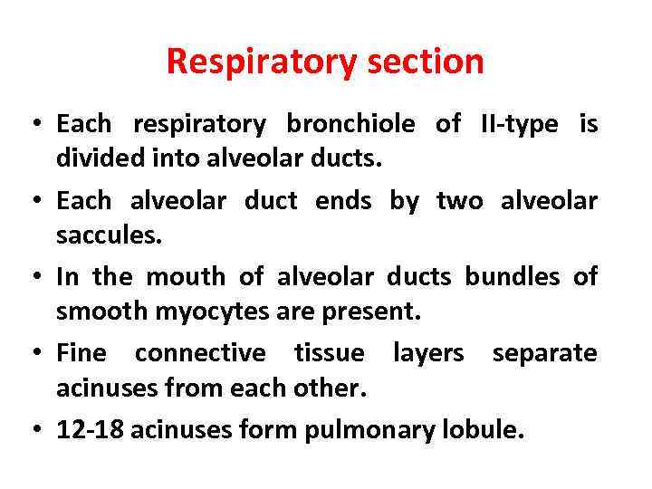 Respiratory section • Each respiratory bronchiole of II-type is divided into alveolar ducts. •