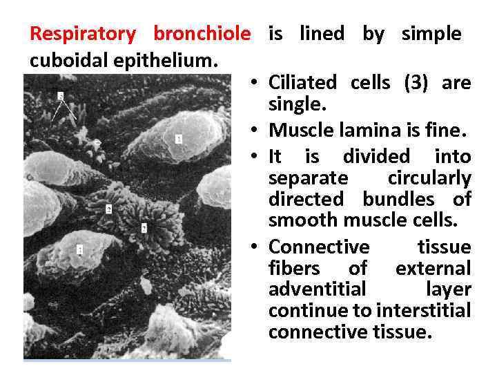 Respiratory bronchiole is lined by simple cuboidal epithelium. • Ciliated cells (3) are single.