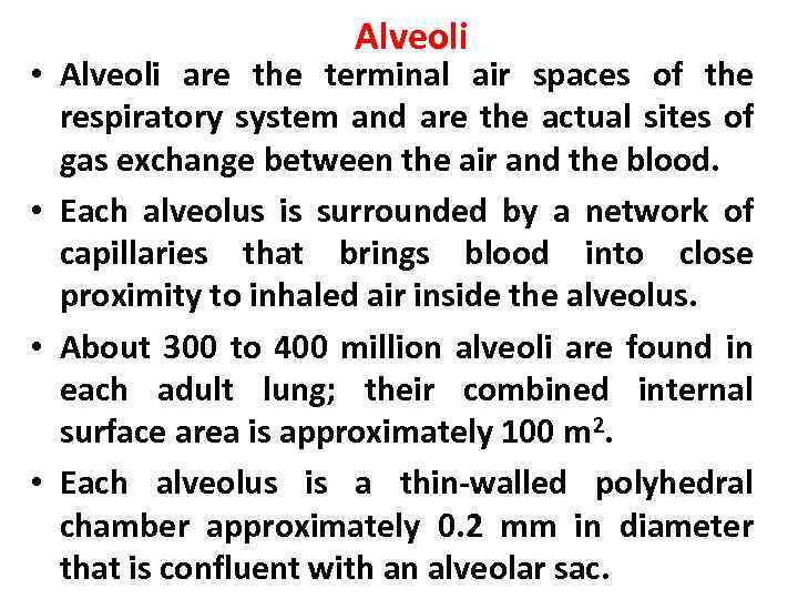 Alveoli • Alveoli are the terminal air spaces of the respiratory system and are