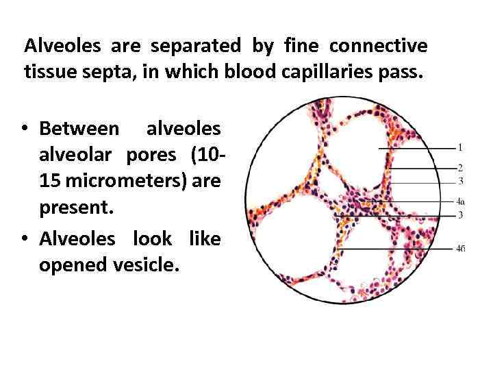 Alveoles are separated by fine connective tissue septa, in which blood capillaries pass. •