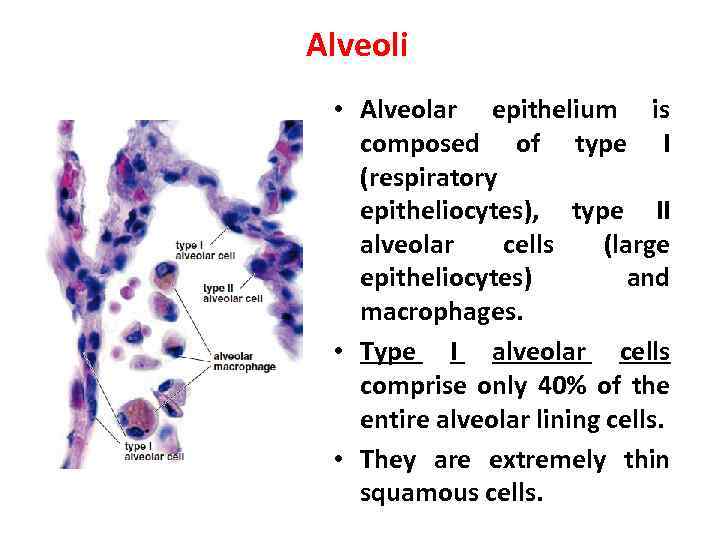 Alveoli • Alveolar epithelium is composed of type I (respiratory epitheliocytes), type II alveolar