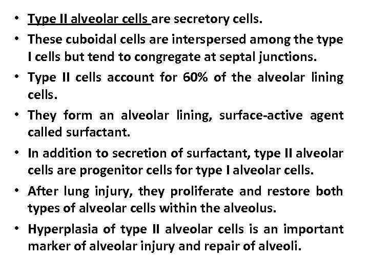  • Type II alveolar cells are secretory cells. • These cuboidal cells are