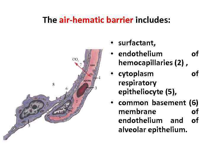 The air-hematic barrier includes: • surfactant, • endothelium of hemocapillaries (2) , • cytoplasm