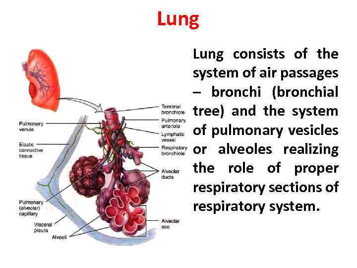 Lung • Lung consists of the system of air passages – bronchi (bronchial tree)