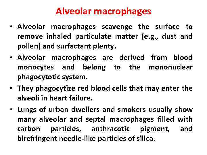 Alveolar macrophages • Alveolar macrophages scavenge the surface to remove inhaled particulate matter (e.