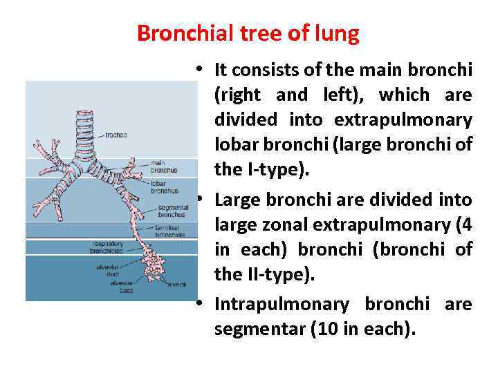 Lecture 5 Theme Histology of lungs Features in