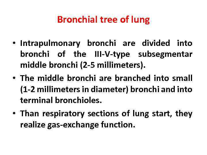 Bronchial tree of lung • Intrapulmonary bronchi are divided into bronchi of the III-V-type