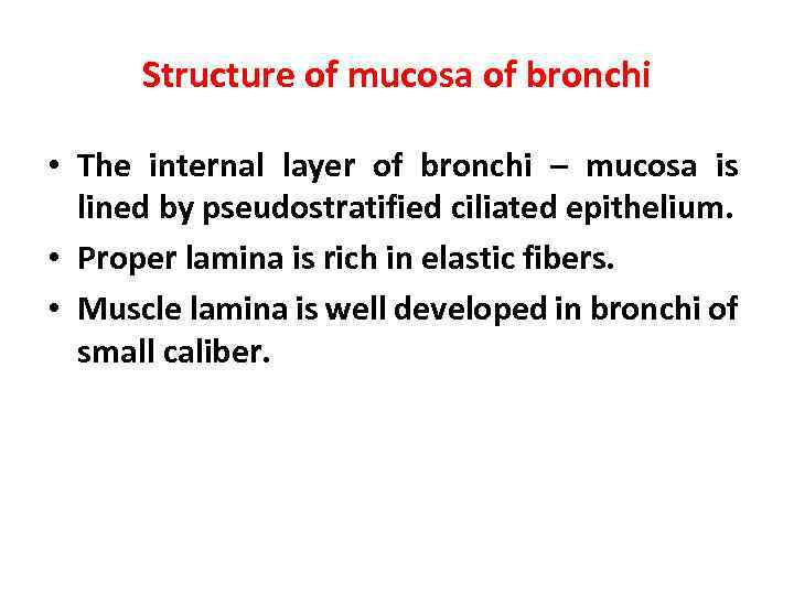 Structure of mucosa of bronchi • The internal layer of bronchi – mucosa is