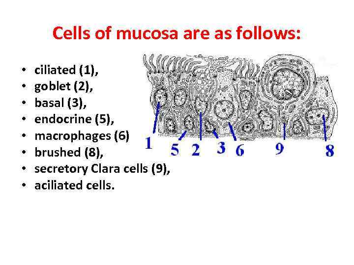 Cells of mucosa are as follows: • • ciliated (1), goblet (2), basal (3),