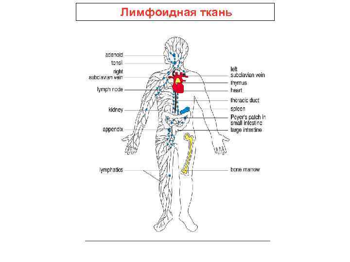 Лимфоидная ткань 