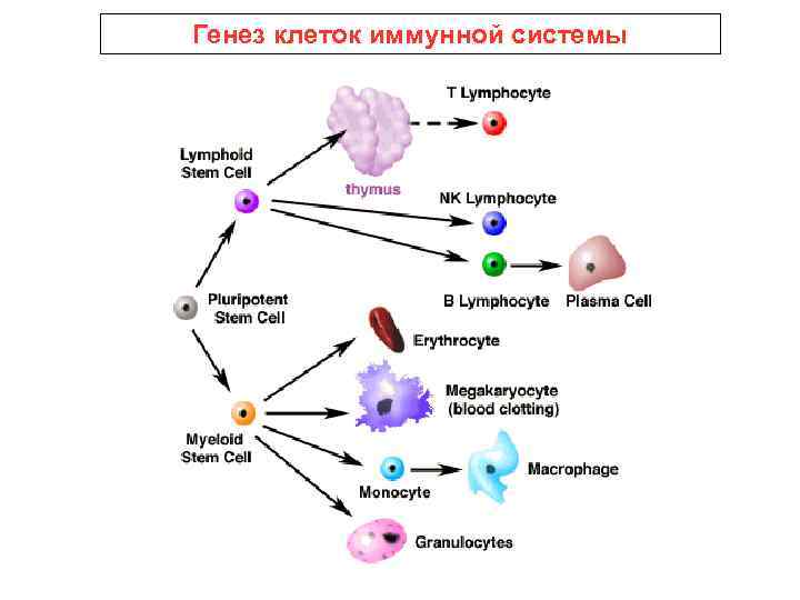 Генез клеток иммунной системы 