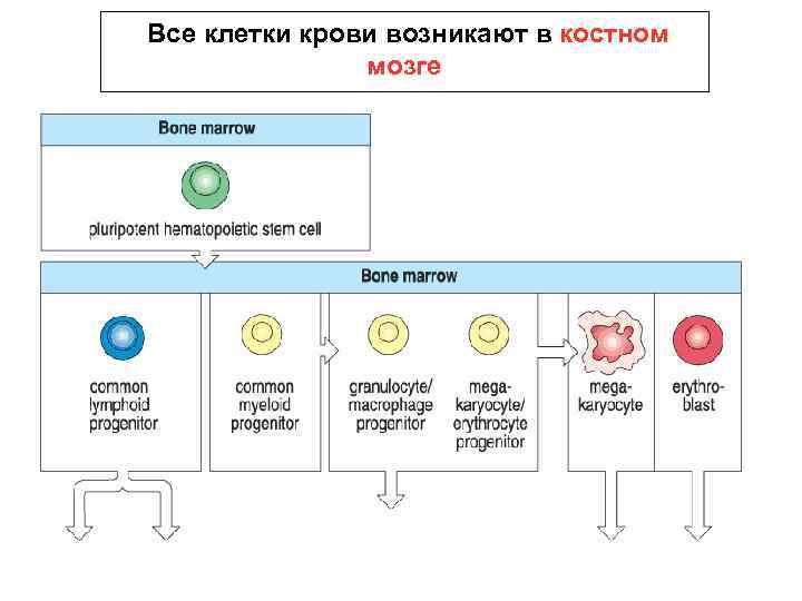 Все клетки крови возникают в костном мозге 