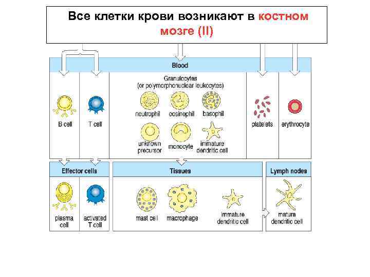 Все клетки крови возникают в костном мозге (II) 