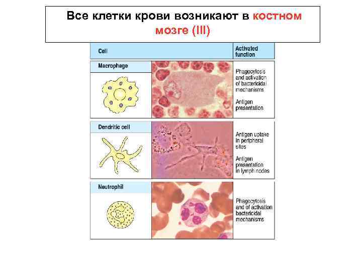 Все клетки крови возникают в костном мозге (III) 