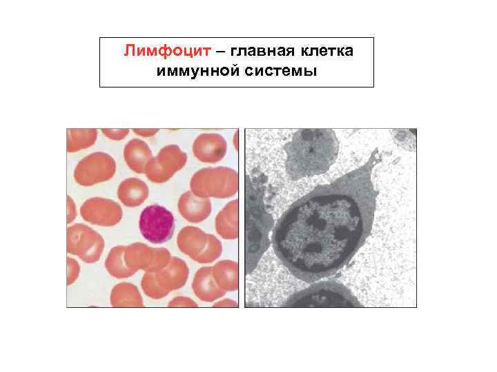 Лимфоцит – главная клетка иммунной системы 