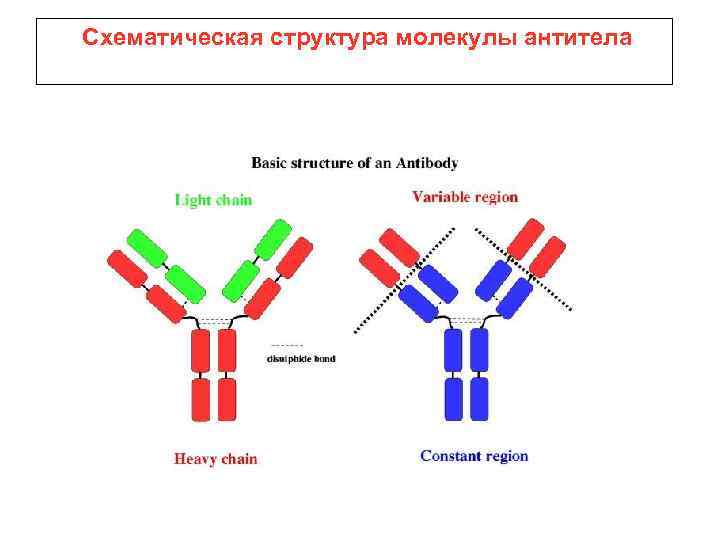 Строение антитела схема