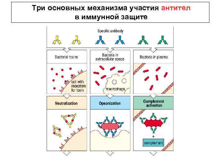 Три основных механизма участия антител в иммунной защите 