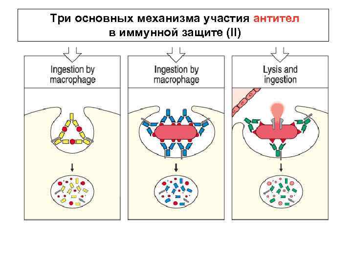 Три основных механизма участия антител в иммунной защите (II) 