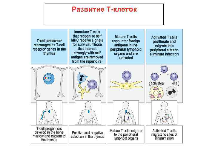Развитие Т-клеток 
