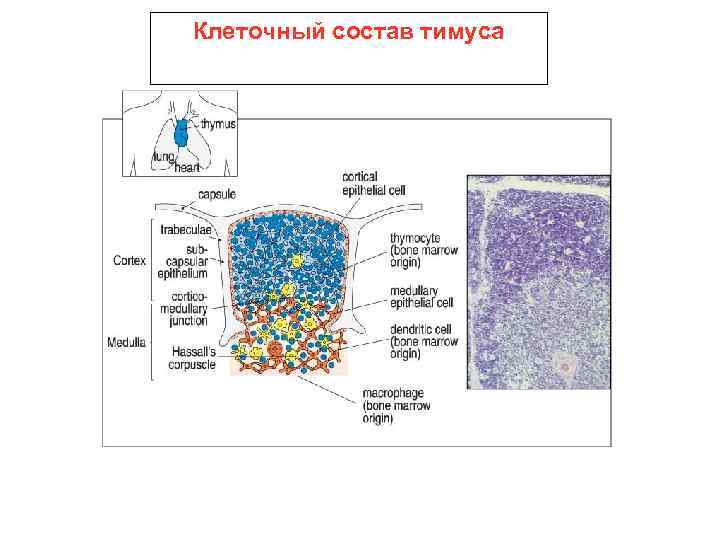 Клеточный состав клетки