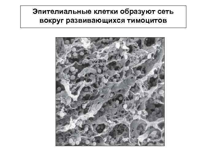 Эпителиальные клетки образуют сеть вокруг развивающихся тимоцитов 