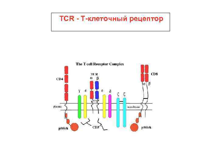 TCR - Т-клеточный рецептор 