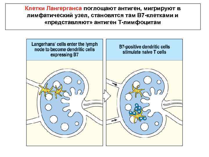 Клетки Лангерганса поглощают антиген, мигрируют в лимфатический узел, становятся там В 7 -клетками и