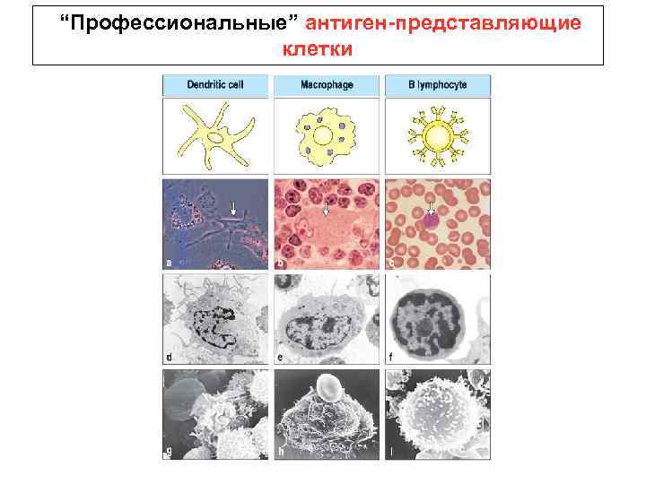 “Профессиональные” антиген-представляющие клетки 