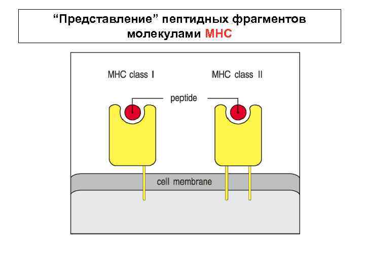 “Представление” пептидных фрагментов молекулами МНС 