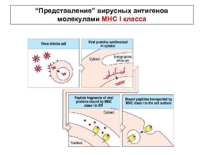 “Представление” вирусных антигенов молекулами МНС I класса 