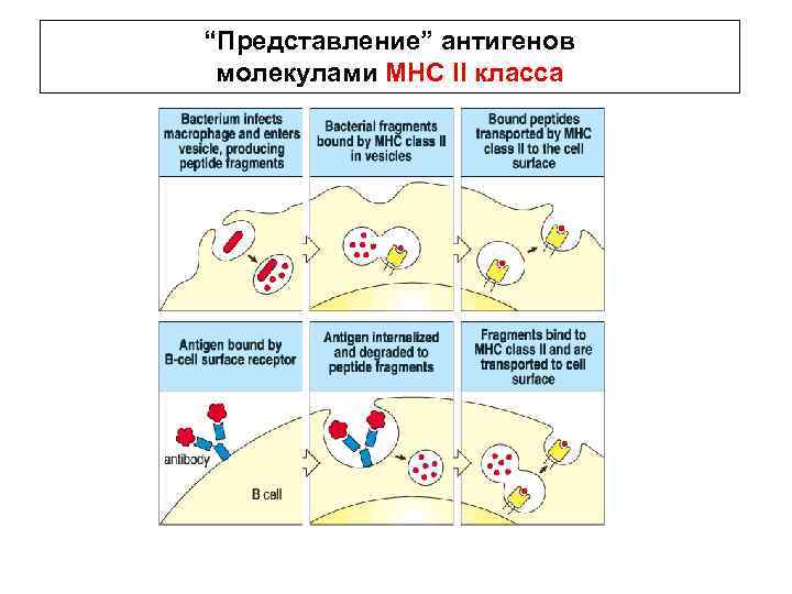 Схема процессинга антигена мнс 1