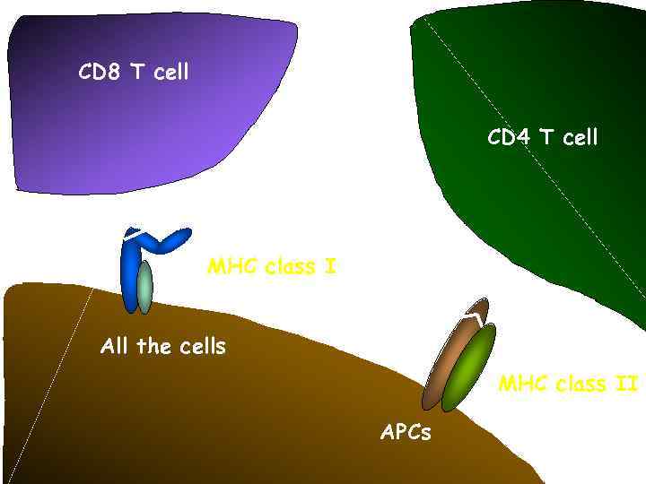CD 8 T cell CD 4 T cell MHC class I All the cells