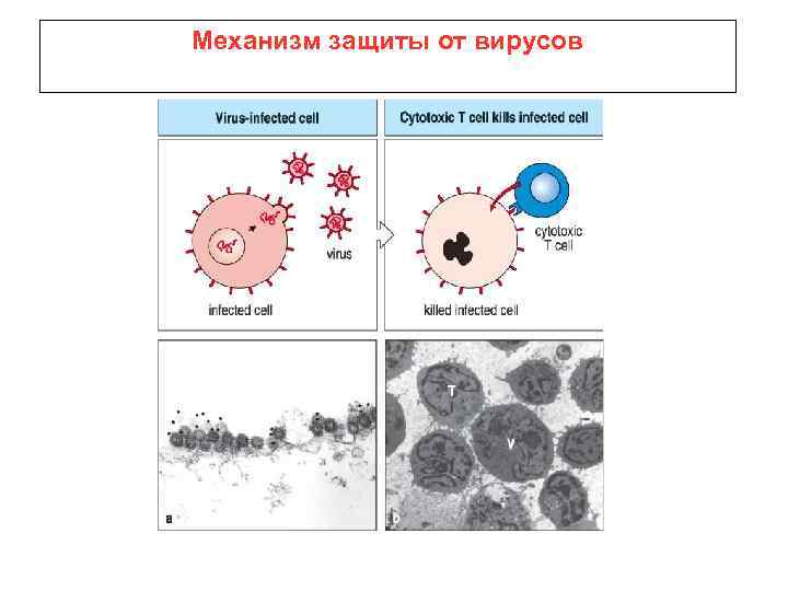 Механизм защиты от вирусов 
