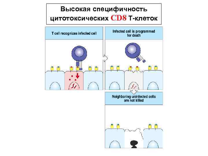 Высокая специфичность цитотоксических CD 8 Т-клеток 