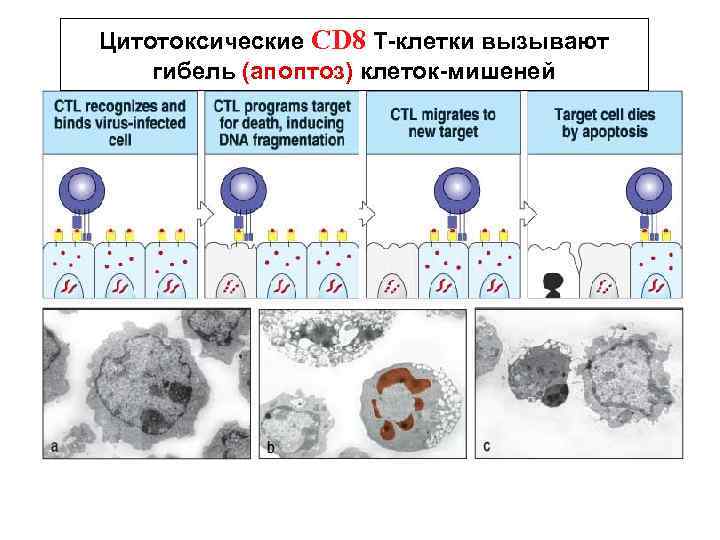 Цитотоксические CD 8 Т-клетки вызывают гибель (апоптоз) клеток-мишеней 
