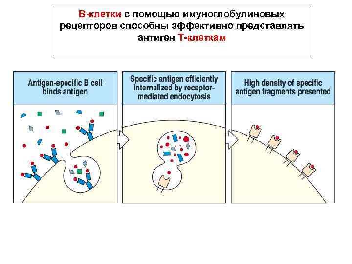 В-клетки с помощью имуноглобулиновых рецепторов способны эффективно представлять антиген Т-клеткам 