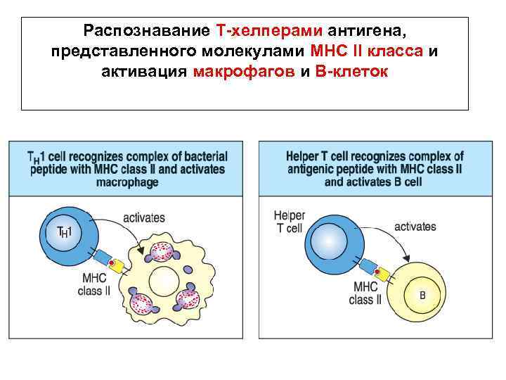 Активация макрофагов. Функции т хелперов иммунология. Т хелперы MHC. Т хелперы 1 и 2 типа иммунология. Т-хелперы активируют макрофагов.