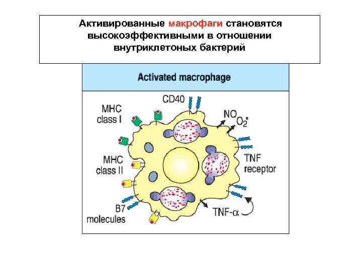 Активированные макрофаги становятся высокоэффективными в отношении внутриклетоных бактерий 