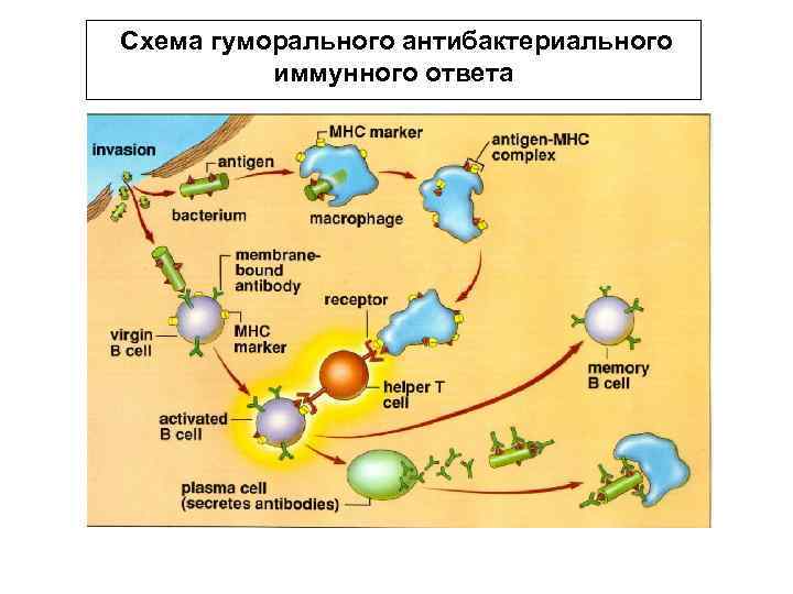 Схема гуморального антибактериального иммунного ответа 