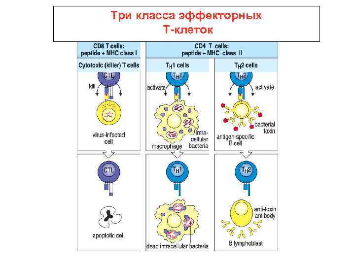 Три класса эффекторных Т-клеток 