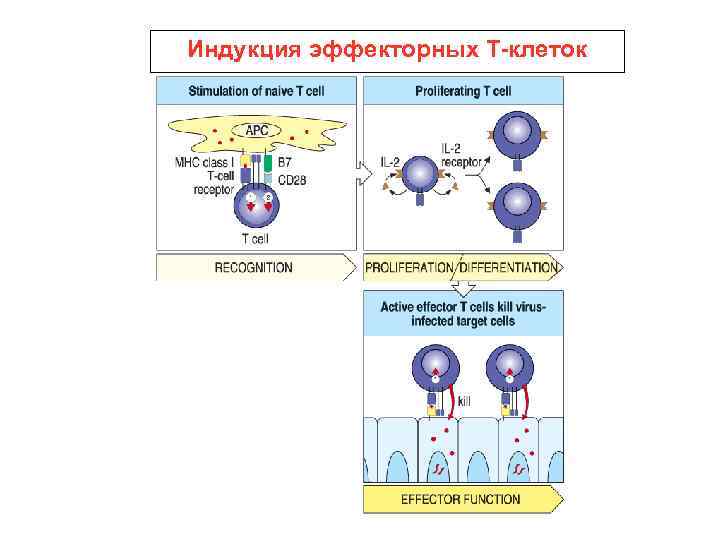 Индукция эффекторных Т-клеток 