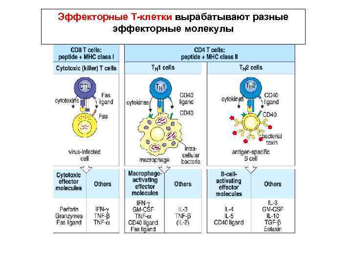 Эффекторные Т-клетки вырабатывают разные эффекторные молекулы 
