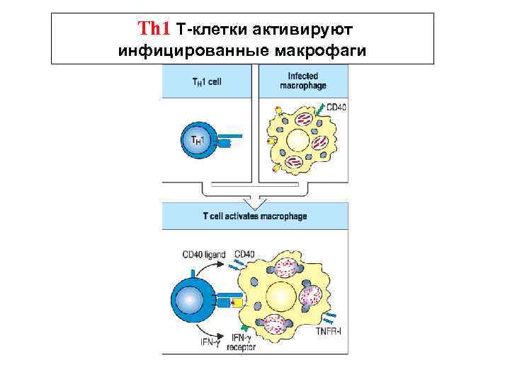 Th 1 Т-клетки активируют инфицированные макрофаги 