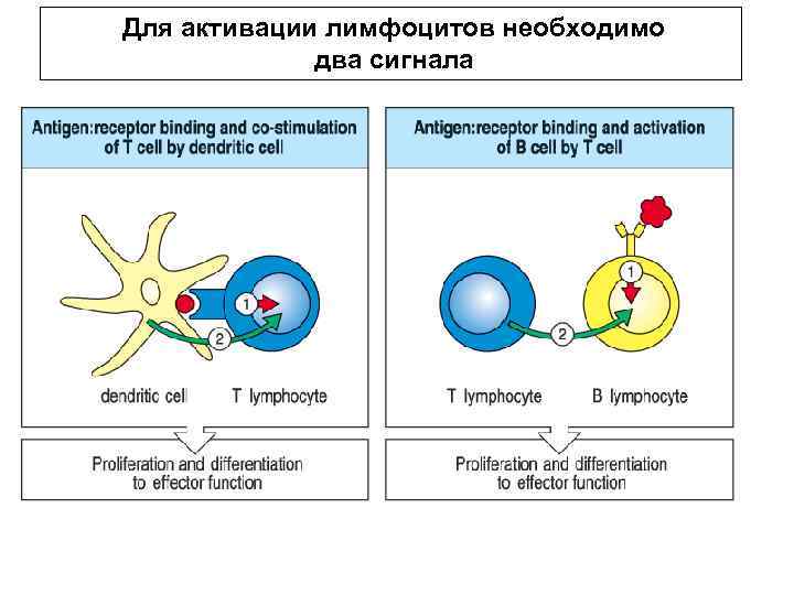 Для активации лимфоцитов необходимо два сигнала 