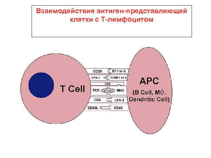 Взаимодействие антиген-представляющей клетки с Т-лимфоцитом 